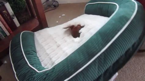 Buddy Successfully Destroyed His Bed 977870 Youtube