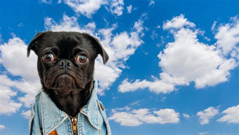 These 16 Funny Zoom Backgrounds Include Some Hilarious Dog Photos Images