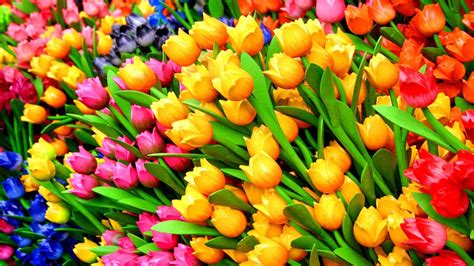 Desktop Wallpaper Tulips Colorful Flowers Hd Image Picture