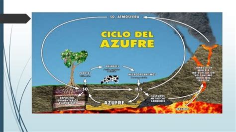 Ciclo Del Azufre