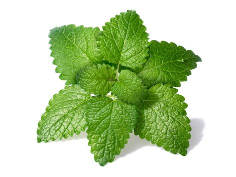 Lemon Balm Vs Mint All Their Differences Tastylicious