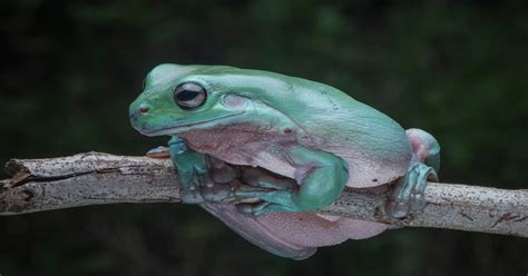 Whites Tree Frog Learn About Nature