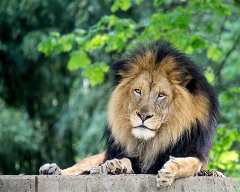 Lion At The Smithsonian National Zoo Photo C Jennifer Morgan Lejon