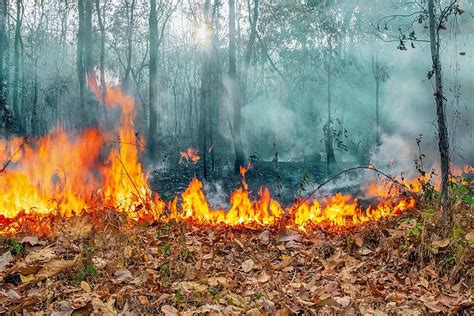 Fondo Los Incendios Forestales De Australia El Viento Y El Calor Avivan Las Llamas Foto E Imagen