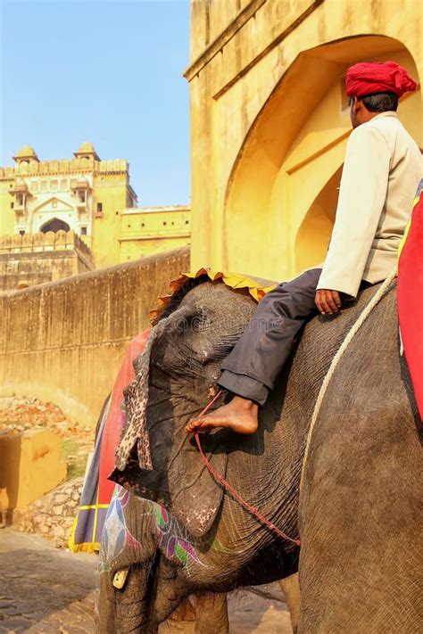 Mahout Riding Decorated Elephant On The Cobblestone Path To Amber Fort