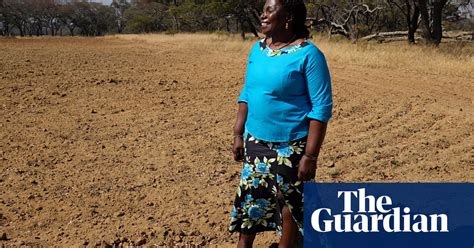 zimbabwe s white farmers find their services in demand again zimbabwe the guardian