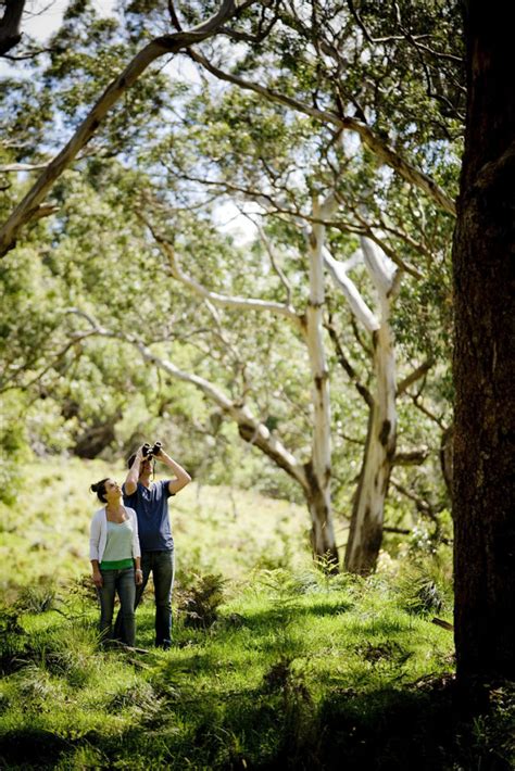 Observing Wildlife Conservation Ecology Centre Cape Otway