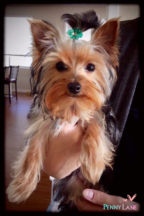 What A Cutie ~ Yorkie Pup Ownedbyayorkie Yorkie Lovemydog Yorkie