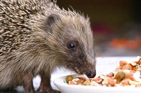 How To Stop The Humble Hedgehog Disappearing From British Gardens And