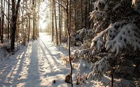 Beautiful Nature Forest Snow Winter Wallpapers Hd
