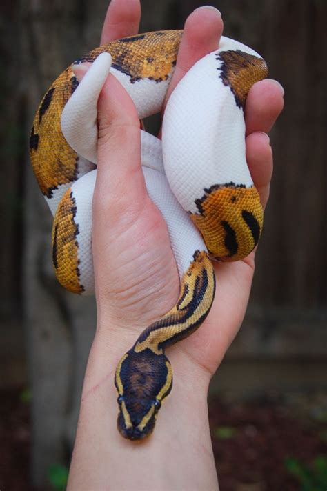 Aww Beautiful Little Piebald Cute Reptiles Pet Snake Cute Snake