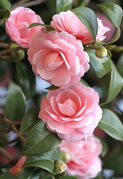25 The Most Beautiful Pink Flowers With Images Flower Blog Jardin