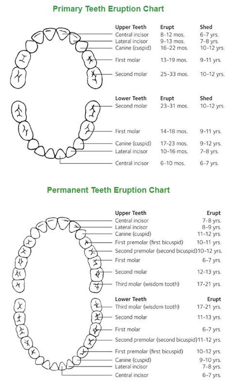 Finaltoothchart Tooth Chart Teeth Eruption Chart Baby