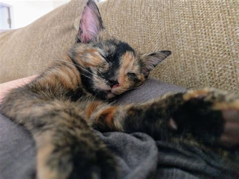 Olive, the cuddliest tortie kitten that's ever tortied! : r/torties