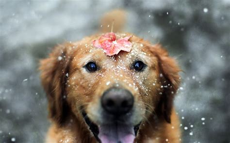 Dog Animals Snow Leaves Fall Labrador Retriever