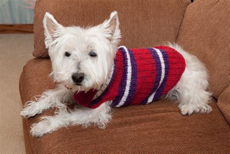 Many of these patterns would be suitable for rescued animals. 5 Pet Knitting Patterns for Furry Friends