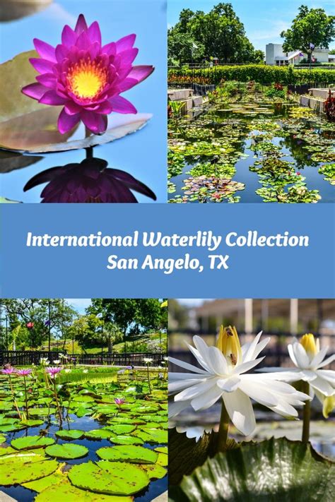 International Waterlily Collection
