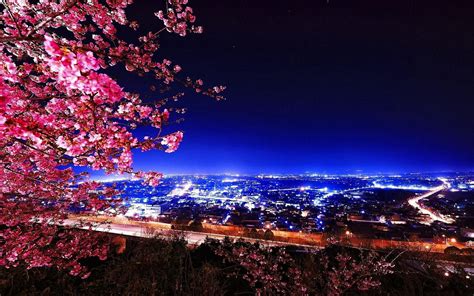 Online Crop Cherry Blossom Tree Landscape Cherry Blossom Japan Hd