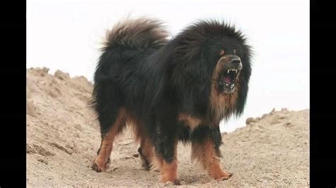 Tibetan Mastiff Lion Dog Best Guard Dog Youtube