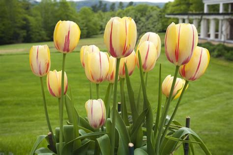 How To Grow Tulip Flowers Like A Jeweled Crown