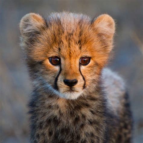 Cheetah Cubs