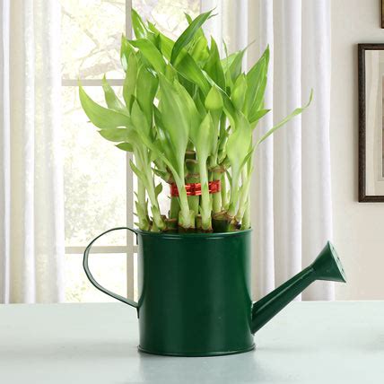 Check spelling or type a new query. Feng Shui Bamboo Plant | Fresh Fruits Basket