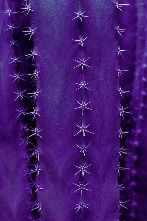 Cactus Texture In Ultra Violet Photograph By Evgeniya Lystsova Pixels