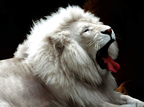 White Lion The Most Expensive Rare Animal Luxury Prague Life