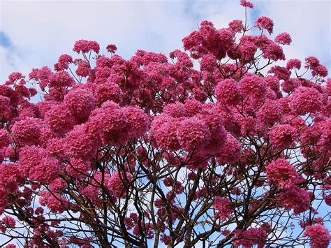 Dogwood tree comes in different sizes. Happiness all around us.: FLOWERING TREES IN INDIA