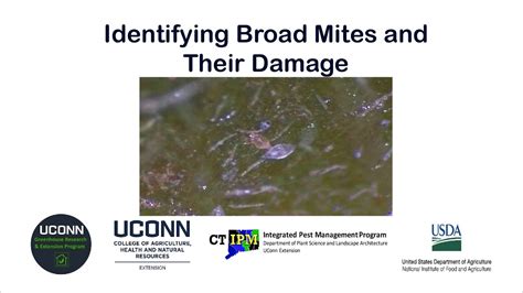 Identifying Broad Mites And Their Damage Youtube