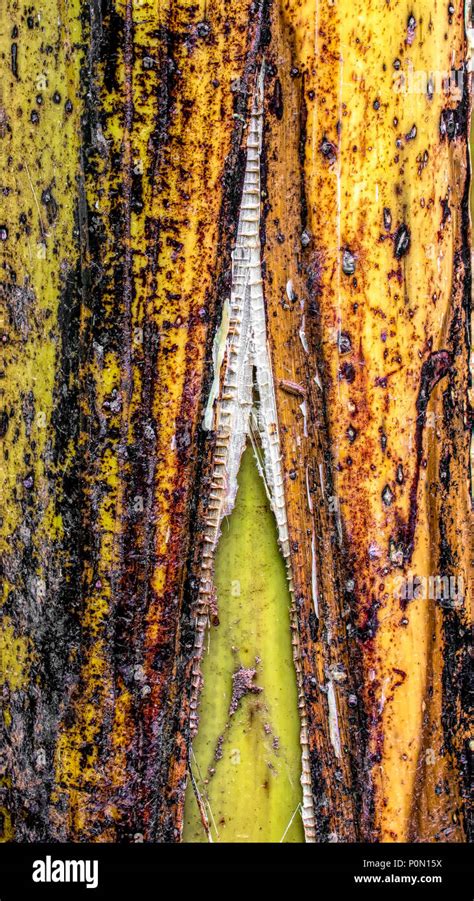 Tree Bark Stripped Off Hi Res Stock Photography And Images Alamy