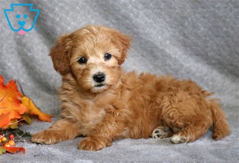These fluffy, playful miniature whoodle puppies are a cross between. Minnie | Whoodle - Mini Puppy For Sale | Keystone Puppies
