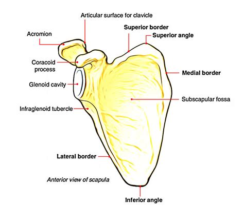 Scapula Shoulder Blade Anterior View Anatomy Upper Limb Anatomy My