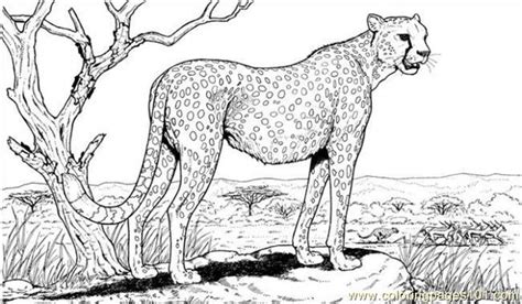 This animal is considered the fastest in the world. Cheetah Coloring Page - Free Cheetah Coloring Pages ...