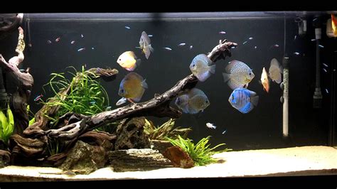 Joshs Discus Fish Tank Blue Fish Aquarium 111314 Discus Fish