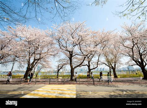 Cherry Blossom Festival In Spring At Yeouido Park Stock Photo Alamy