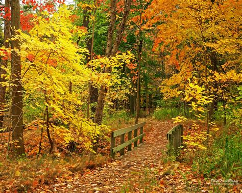 Download Fall Autumn Foliage Trees Wallpaper By Pbrady Fall