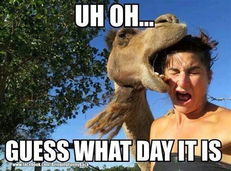 Uh Oh Hump Day Funny Hump Day Memes Work Quotes Funny Funny Work
