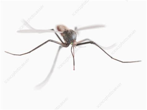 Mosquito Illustration Stock Image F0267249 Science Photo Library