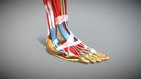 Human Foot Anatomy 3d Model By 3dpixstudios 3dpixstudios Fb4f3ae