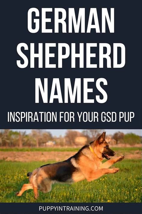 German Shepherd Names Dog Name Inspiration
