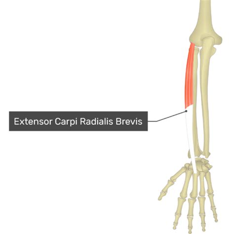 Extensor Carpi Radialis Brevis Muscle