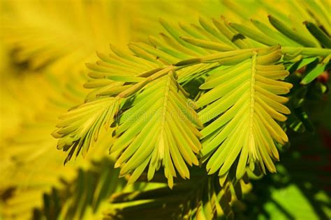 Yellow To Bright Green Coloured Branch Of Dawn Redwood Tree Latin Name