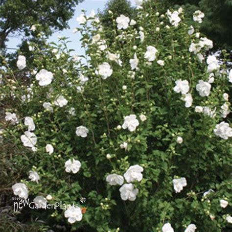 White Chiffon™ Rose Of Sharon New Garden Plants
