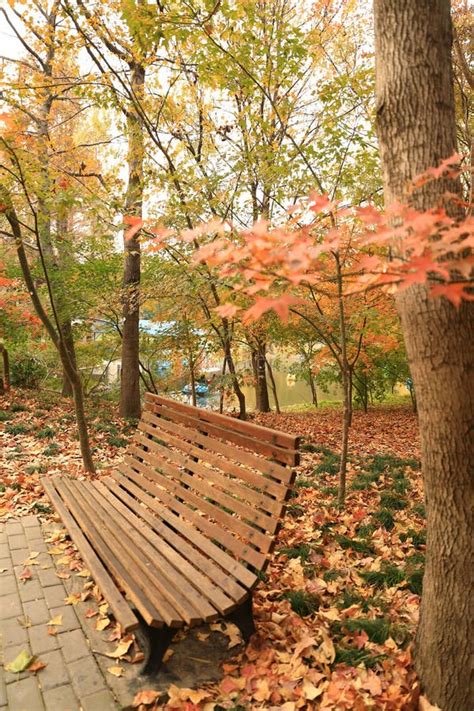 Bench In Autumn Park Stock Photo Image Of Color Close 105867658