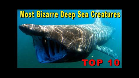 Top 10 Most Bizarre Deep Sea Creatures Youtube