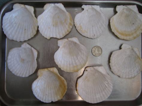 Natural Scalloped Atlantic Ocean Shells Scallopclam Sea Etsy