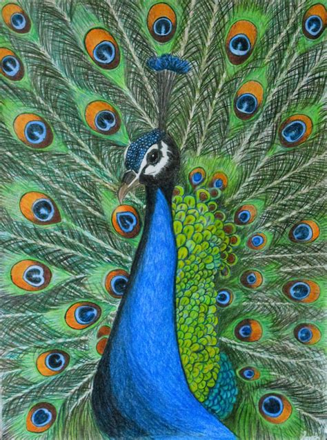 Peacock By Supach On Deviantart