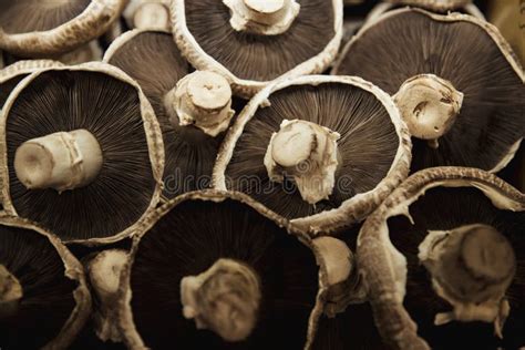 Freshly Harvested Mushrooms Stock Photo Image Of Choice Overflowing