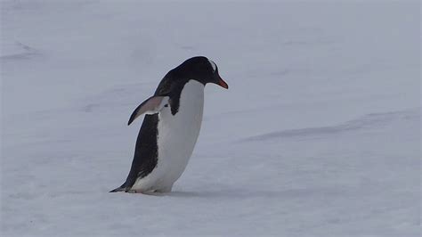 A Clumsy Gentoo Penguin Walking And Falling Youtube